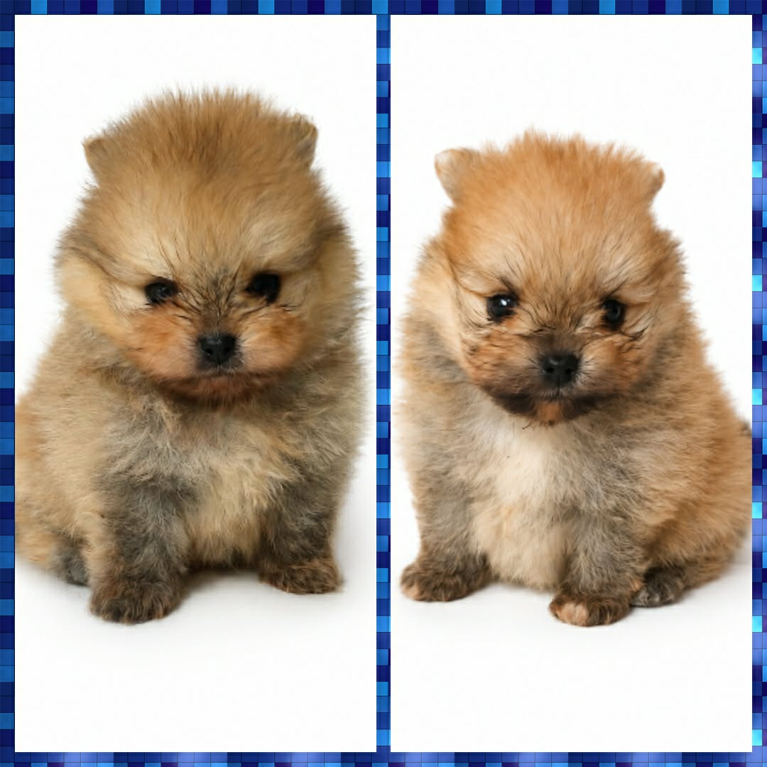Chiot Spitz allemand Brandon Prince