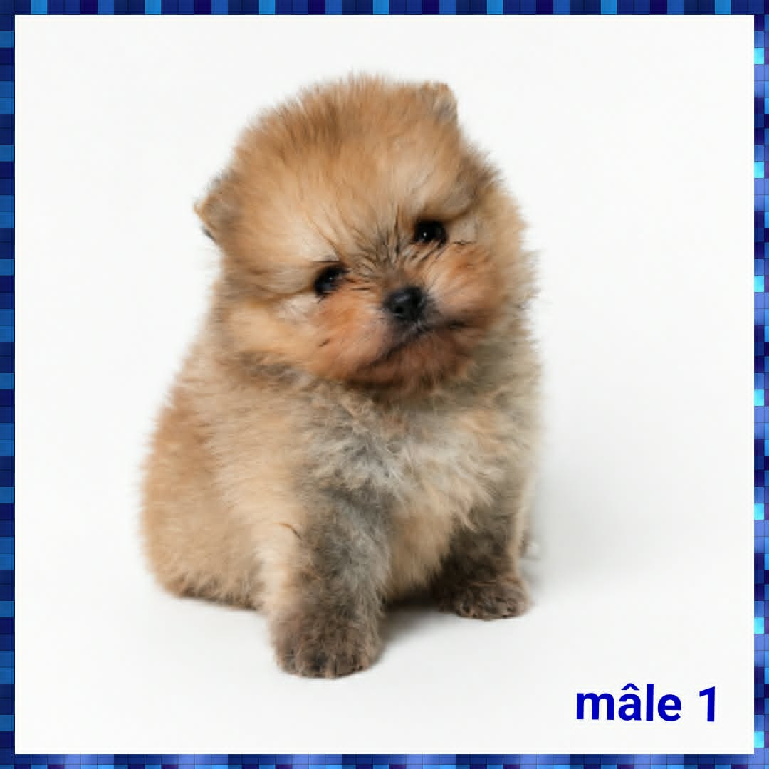 Brandon Prince - Chiots disponibles - Spitz allemand
