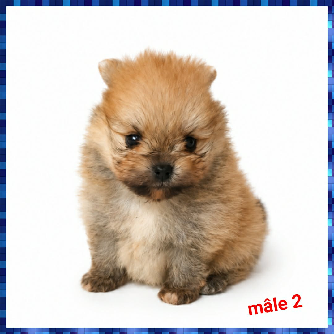 Brandon Prince - Chiots disponibles - Spitz allemand