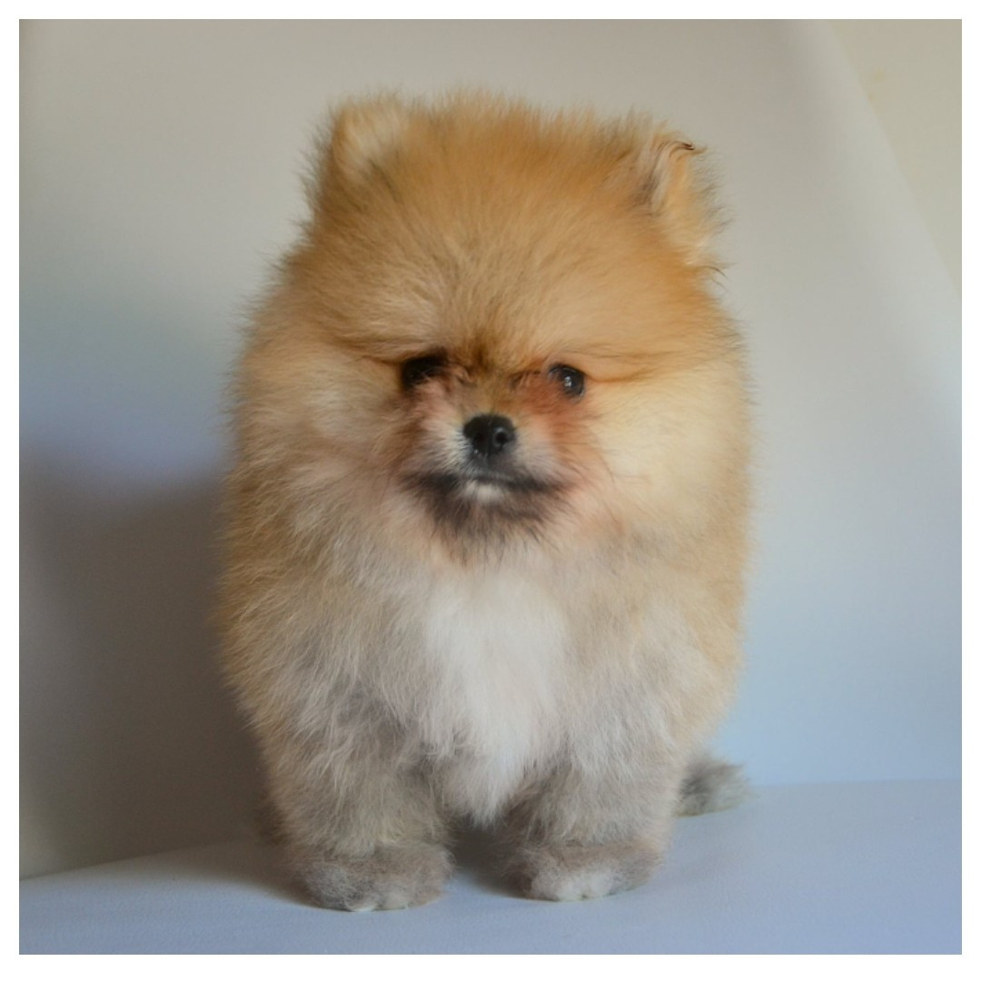 Brandon Prince - Chiots disponibles - Spitz allemand