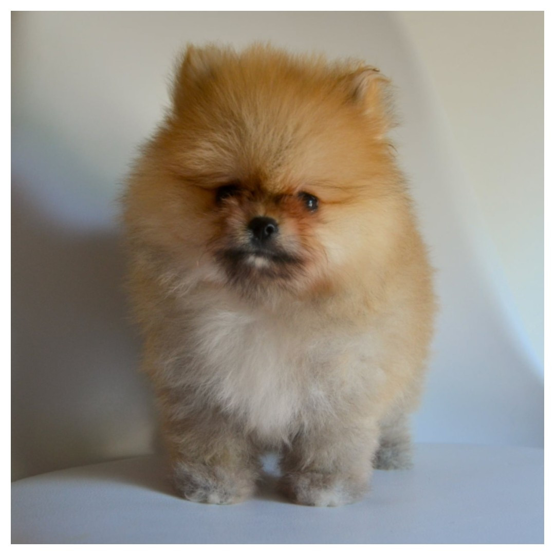 Chiot Spitz allemand Brandon Prince